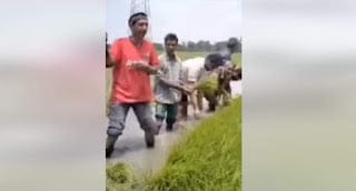 kashmiri farmer singing during paddy plantation